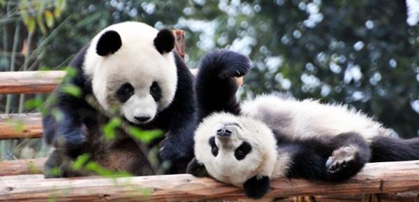 Giant Panda